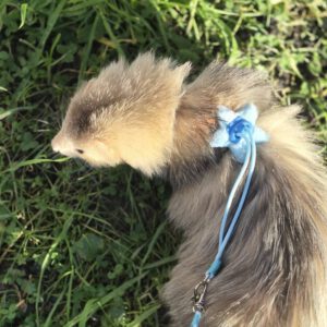 8-Vormig Tuigje' 'Ster'